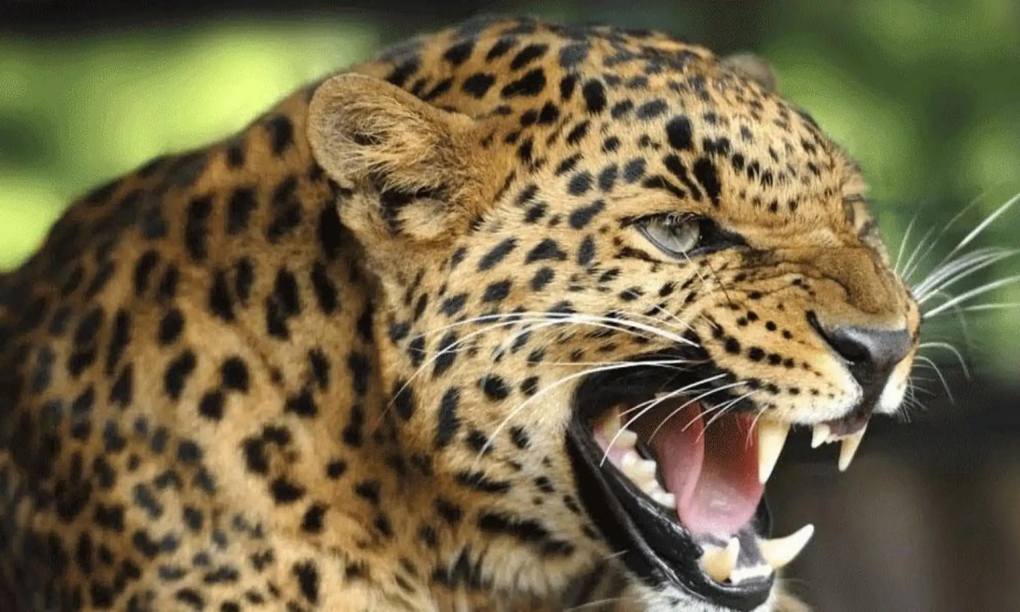 വീട്ടുമുറ്റത്ത് കളിച്ചുകൊണ്ടിരുന്ന കുട്ടിയെ പുലി കടിച്ചുകൊന്നു